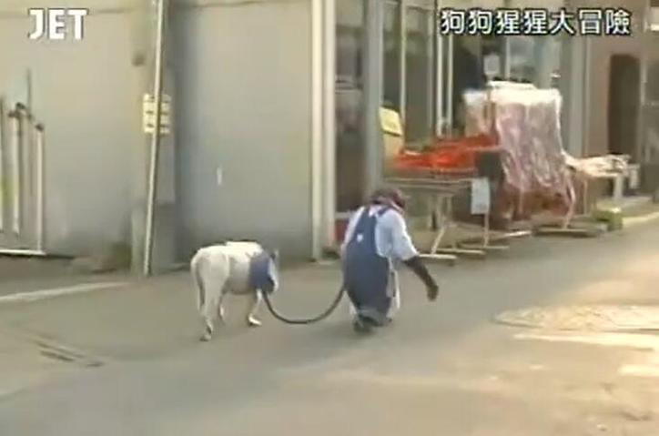 动物也能完成任务？《狗狗猩猩大冒险》在线观看启示录